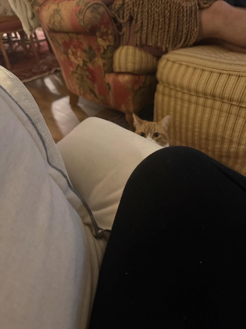 베프-고영이가-나를-개싫어하는데.thread-3-이미지