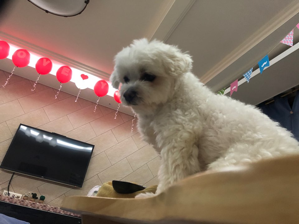 더쿠-후기방에-올라와-귀여움-받은-'식탐-많은-댕댕이'-글-29-이미지