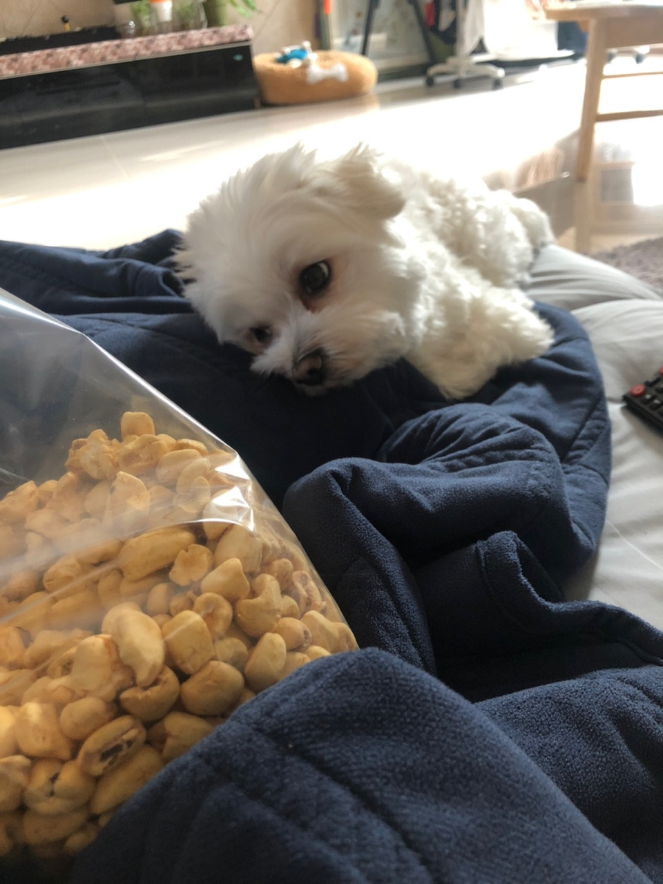 더쿠-후기방에-올라와-귀여움-받은-'식탐-많은-댕댕이'-글-10-이미지