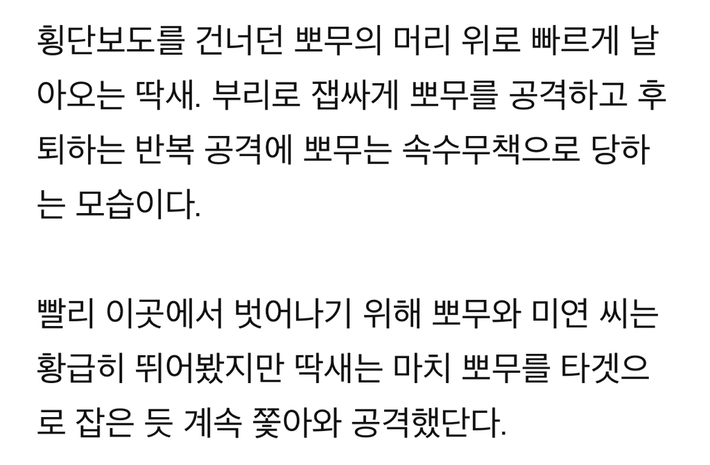 푸들만-보면-공격하는-‘공포의’-딱새-‘난-시츄인데-왜…’-5-이미지