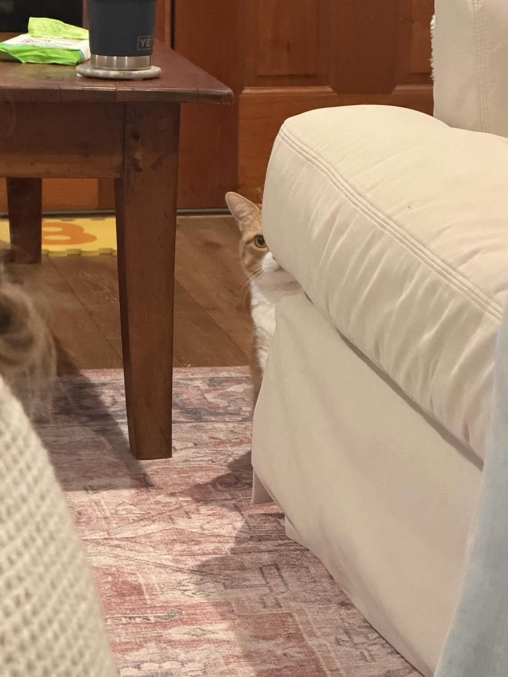 베프-고영이가-나를-개싫어하는데.thread-6-이미지