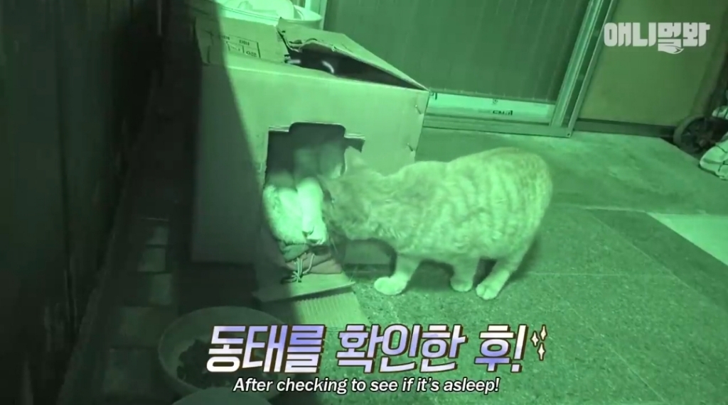 [동물농장]-심심한-댕댕이랑-놀아주는-동농-제작진ㅋㅋㅋ-9-이미지