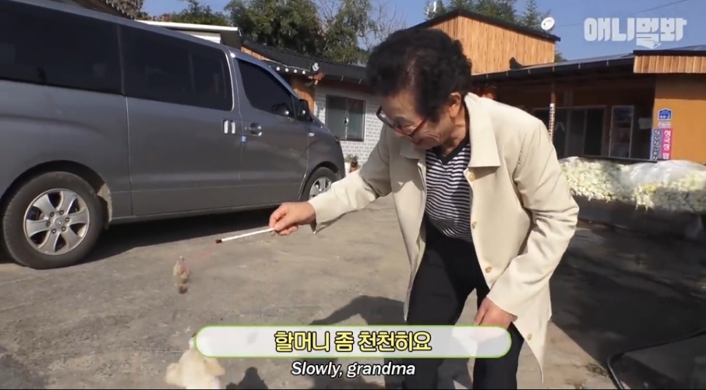 [동물농장]-심심한-댕댕이랑-놀아주는-동농-제작진ㅋㅋㅋ-33-이미지