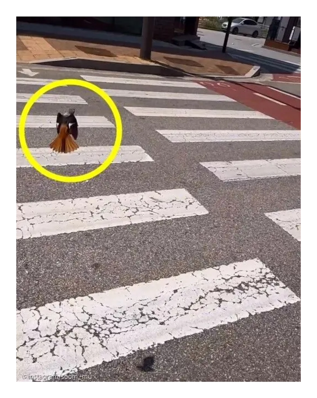 푸들만-보면-공격하는-‘공포의’-딱새-‘난-시츄인데-왜…’-2-이미지