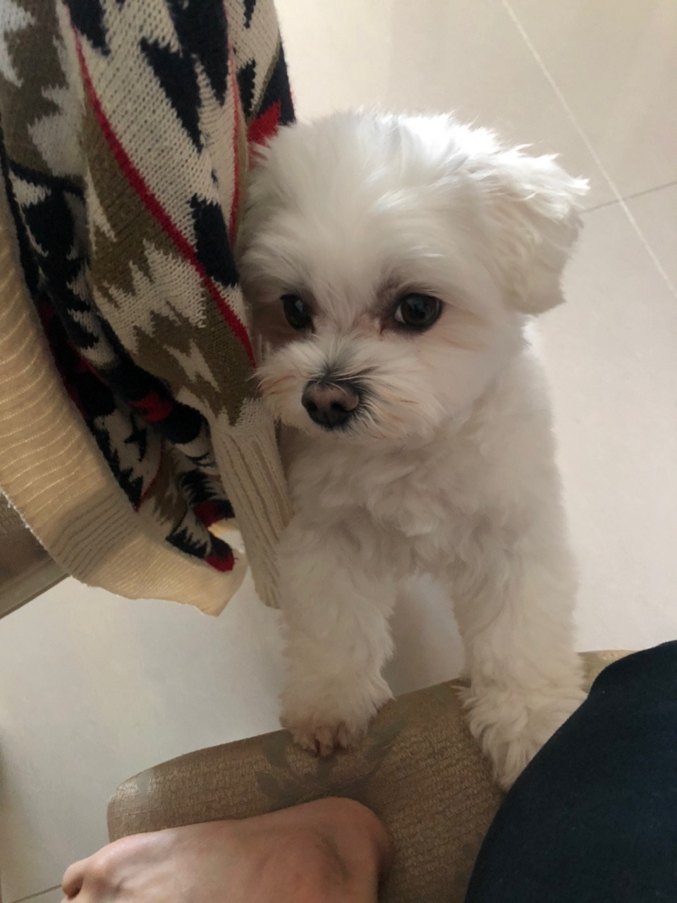 더쿠-후기방에-올라와-귀여움-받은-'식탐-많은-댕댕이'-글-18-이미지