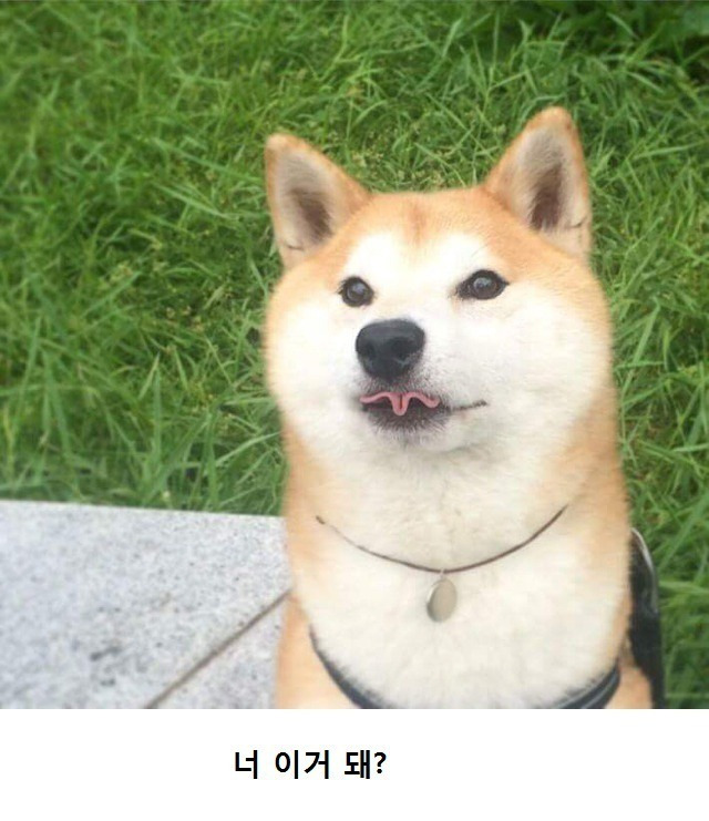 진돗개와-시바견-차이.jpg-0-이미지