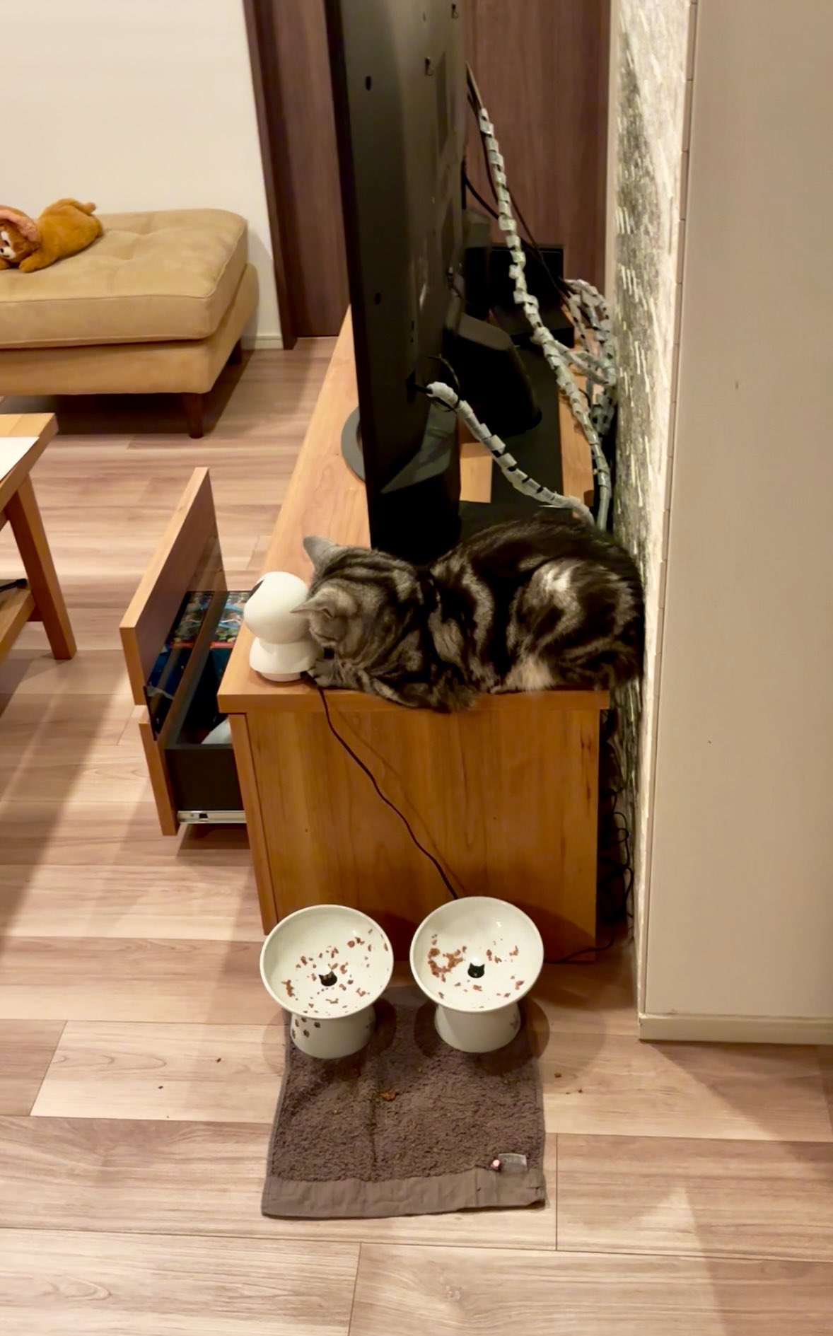 펫캠에-고양이가-안-보여서-가출한-줄-알고-0-이미지