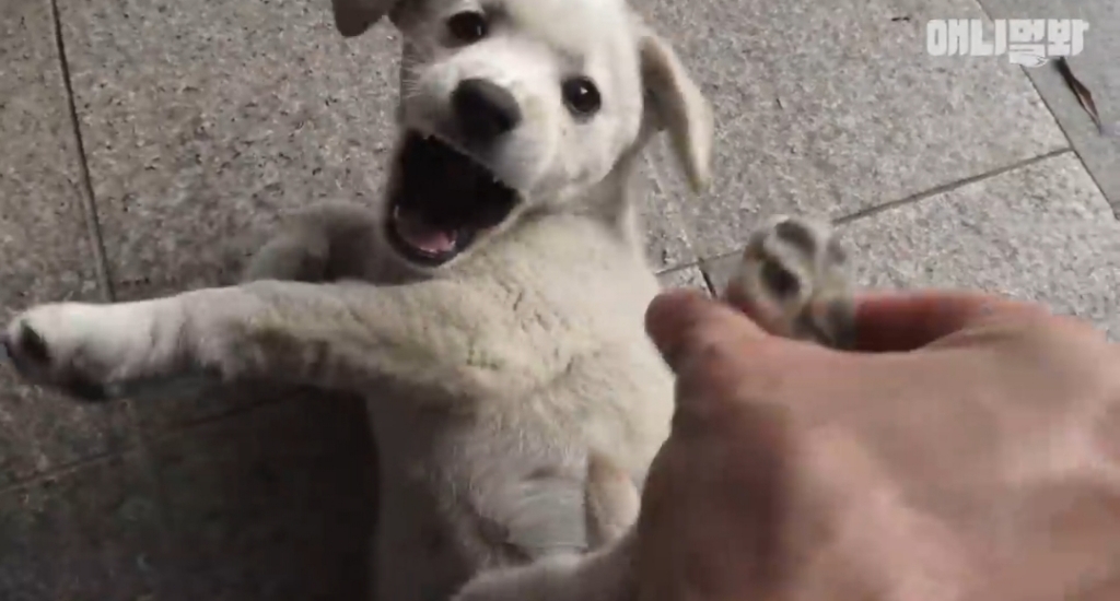 [동물농장]-심심한-댕댕이랑-놀아주는-동농-제작진ㅋㅋㅋ-18-이미지