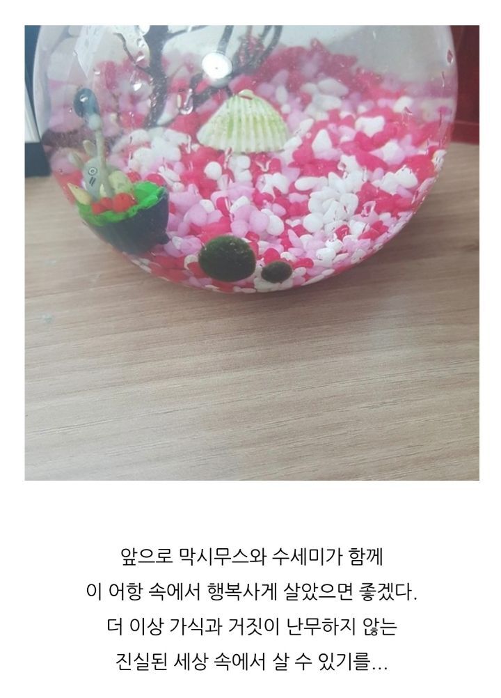 가짜-마리모🟢와-3년을-함께한-사람의-후기-(feat.왜그래-막시무스?)-9-이미지