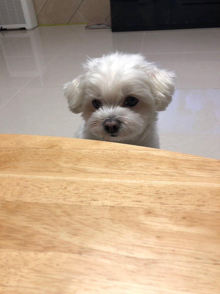 더쿠-후기방에-올라와-귀여움-받은-'식탐-많은-댕댕이'-글-23-이미지