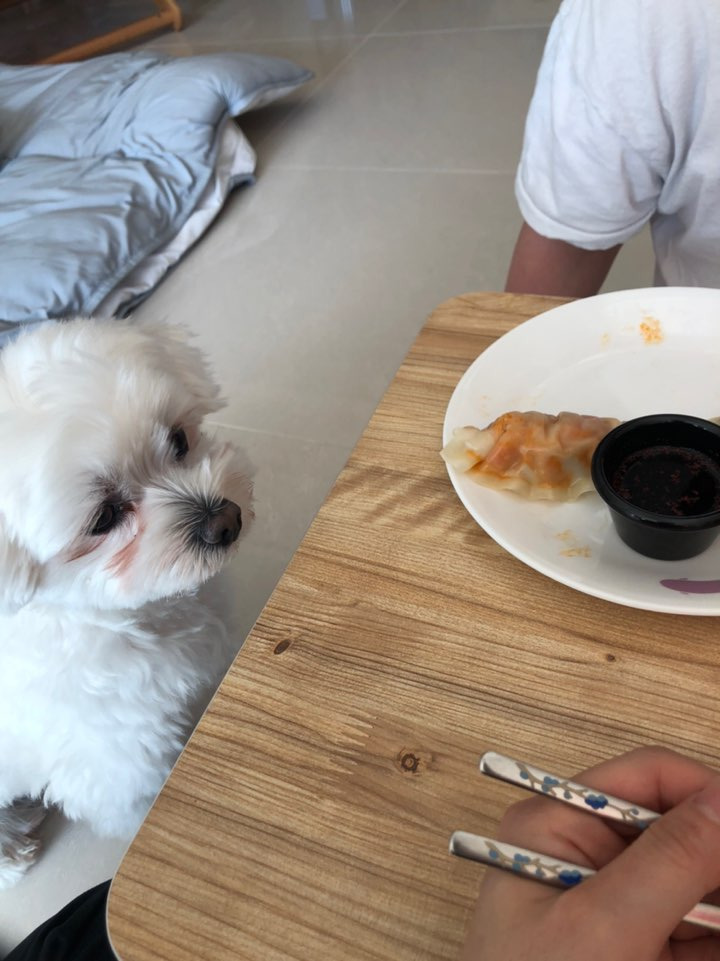 더쿠-후기방에-올라와-귀여움-받은-'식탐-많은-댕댕이'-글-30-이미지