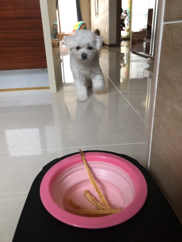 더쿠-후기방에-올라와-귀여움-받은-'식탐-많은-댕댕이'-글-40-이미지