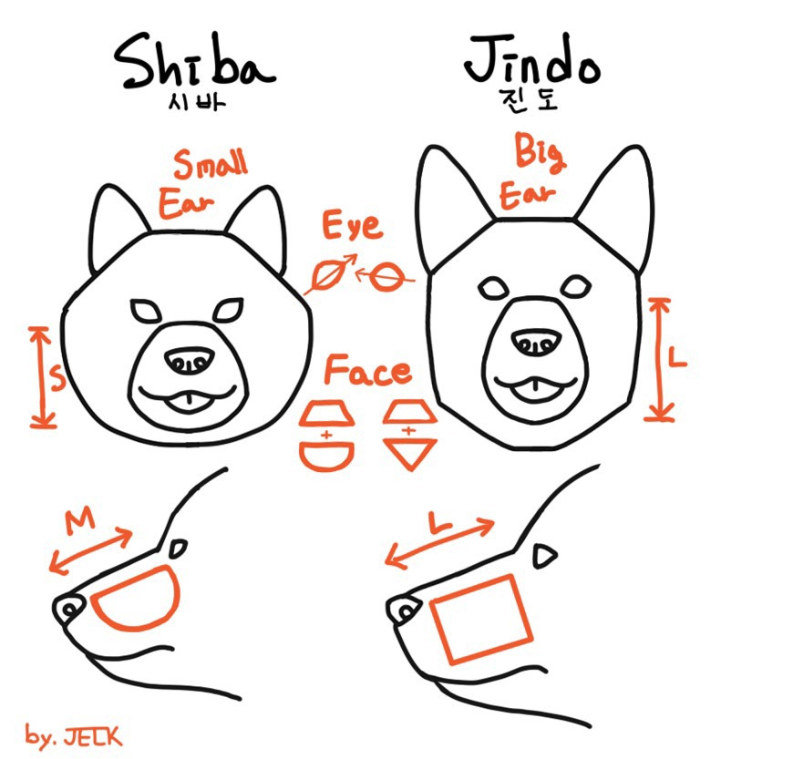 진돗개와-시바견-차이.jpg-5-이미지