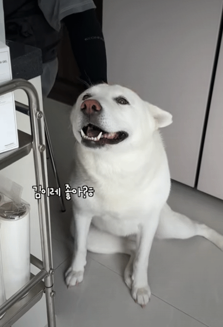 우리나라에서-진돗개가-사납다는-인식이-생기는-이유중-하나-4-이미지