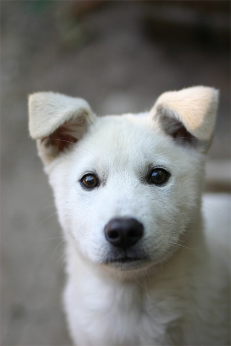 사람들이-잘못-알고-있는-진돗개의-쌍꺼풀-4-이미지