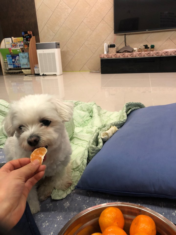 더쿠-후기방에-올라와-귀여움-받은-'식탐-많은-댕댕이'-글-16-이미지