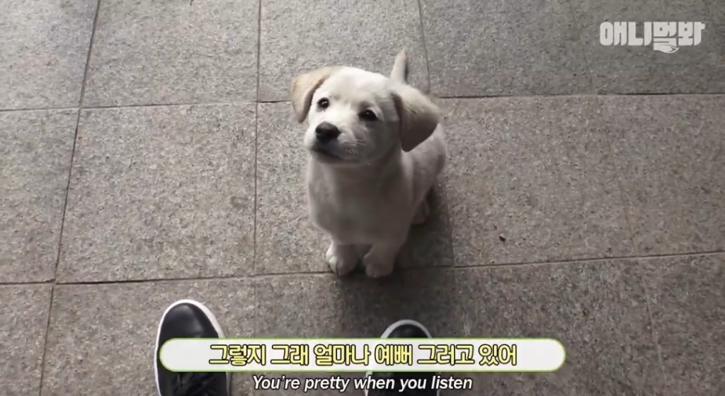 [동물농장]-심심한-댕댕이랑-놀아주는-동농-제작진ㅋㅋㅋ-26-이미지