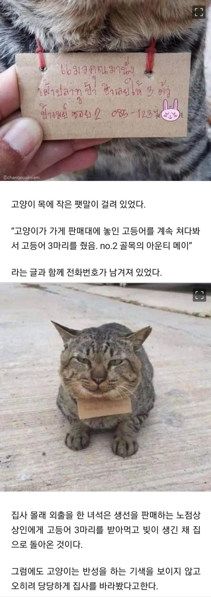 가출했다-빚지고도-당당히-돌아온-고양이-0-이미지