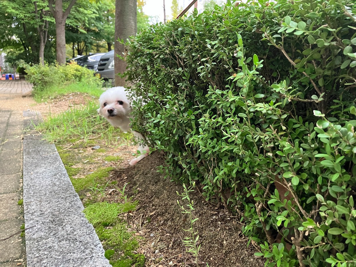 더쿠-후기방에-올라와-귀여움-받은-'식탐-많은-댕댕이'-글-45-이미지