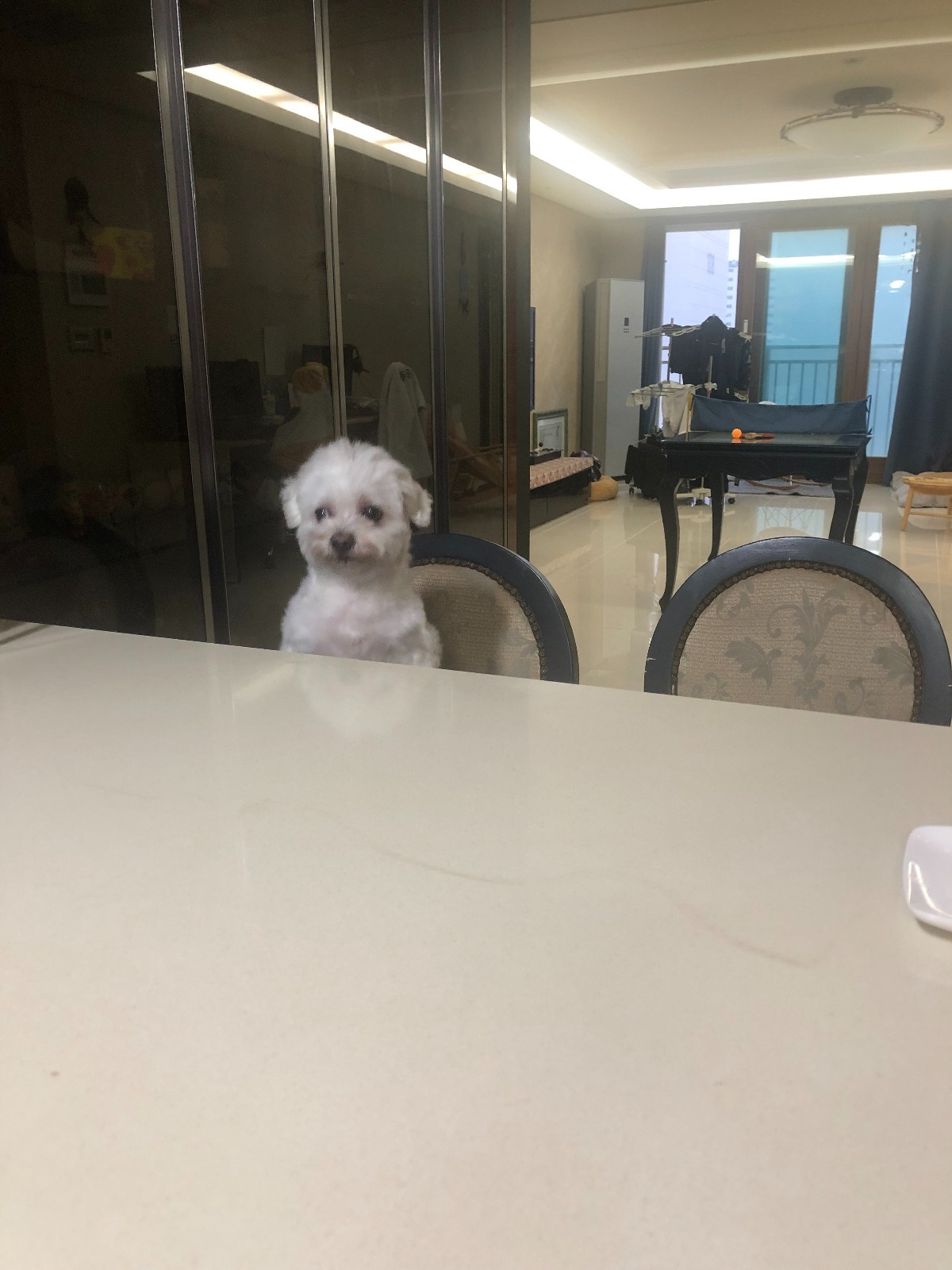 더쿠-후기방에-올라와-귀여움-받은-'식탐-많은-댕댕이'-글-5-이미지