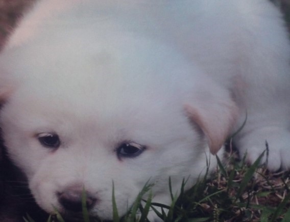 사람들이-잘못-알고-있는-진돗개의-쌍꺼풀-0-이미지