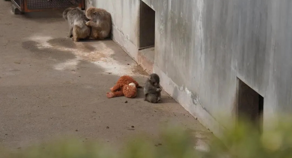 사람이나-동물이나-어릴때-상처는-평생간다-2-이미지