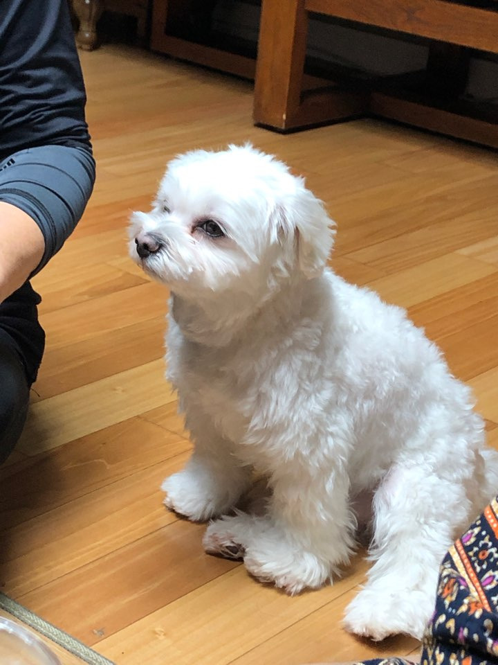 더쿠-후기방에-올라와-귀여움-받은-'식탐-많은-댕댕이'-글-26-이미지