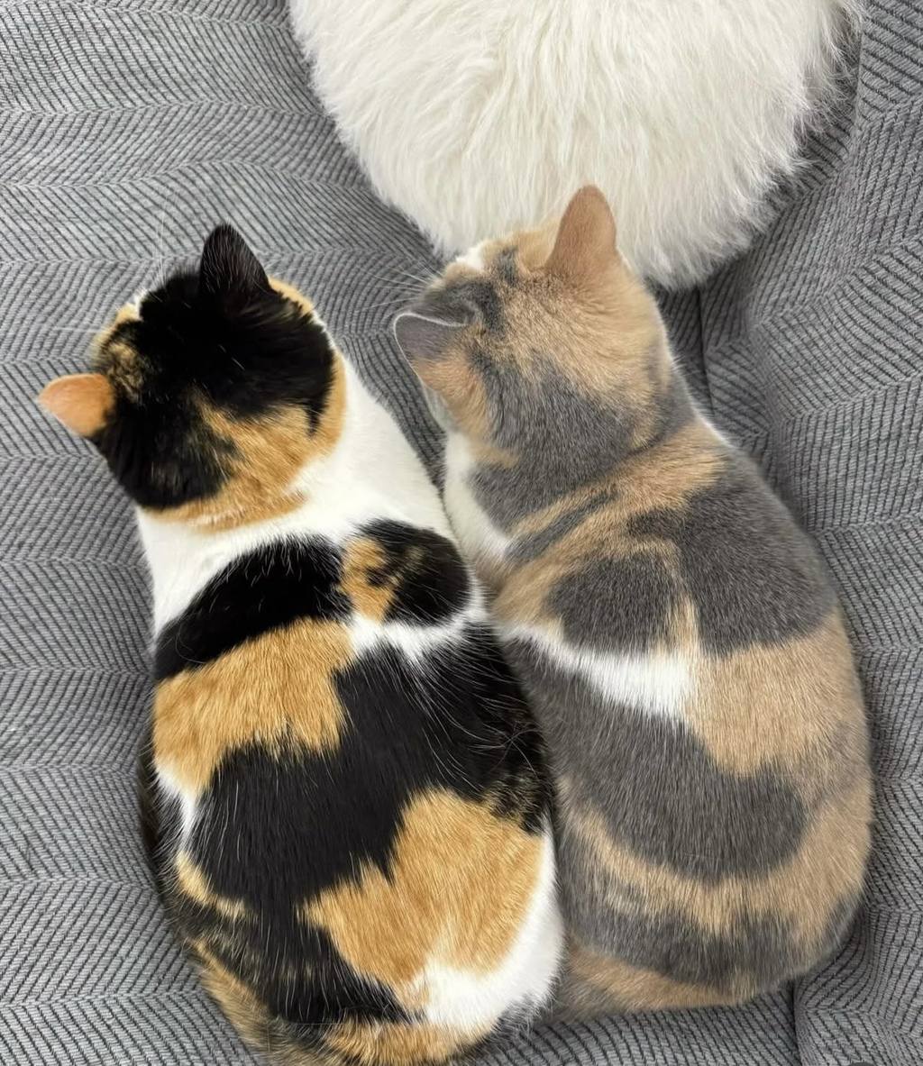 선명한-삼색이랑-물-빠진-삼색이-0-이미지