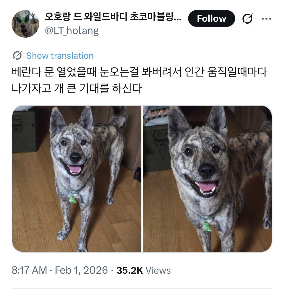 베란다-밖에-눈이-내리는걸-발견해버린-와일드바디-진돗개-0-이미지