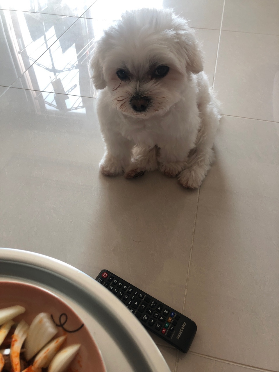 더쿠-후기방에-올라와-귀여움-받은-'식탐-많은-댕댕이'-글-17-이미지