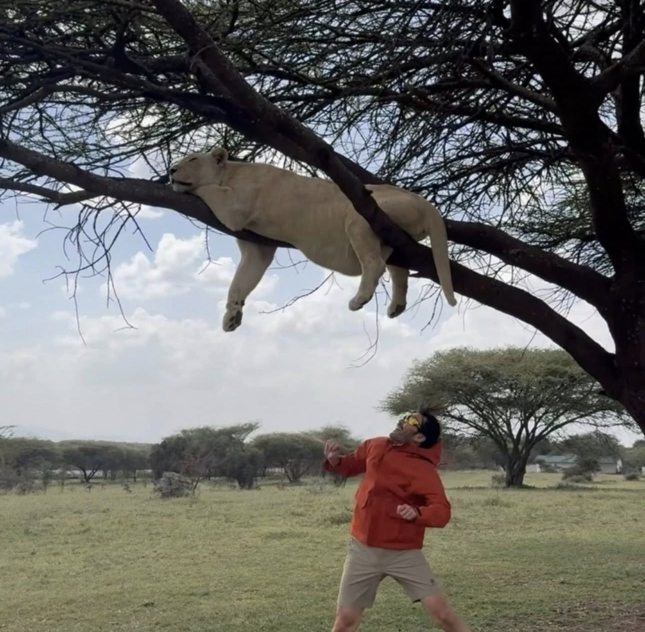 노홍철-인스타에-올라온-약에-취한-사자-2-이미지