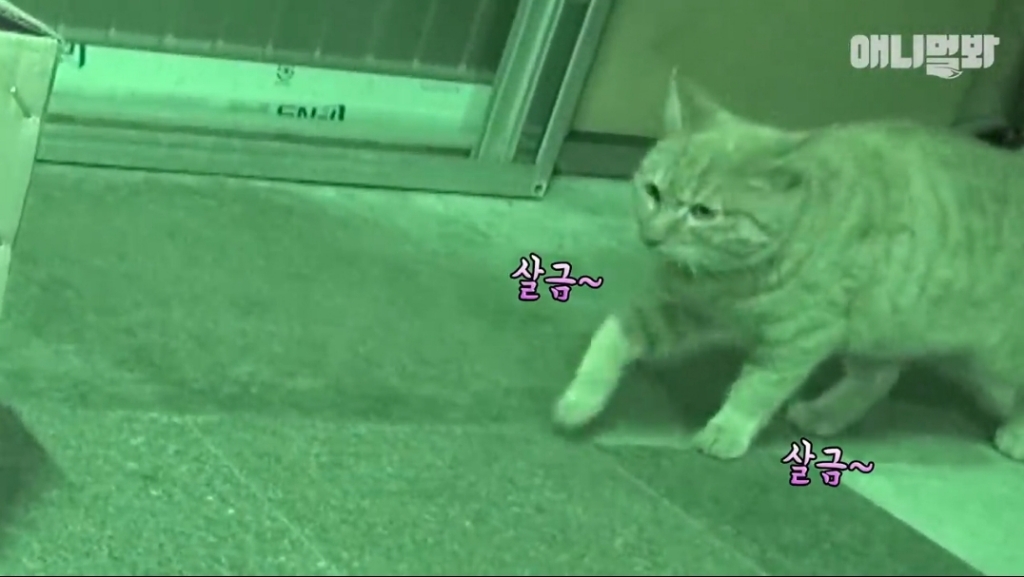 [동물농장]-심심한-댕댕이랑-놀아주는-동농-제작진ㅋㅋㅋ-8-이미지