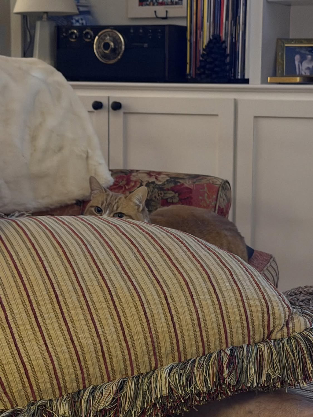 베프-고영이가-나를-개싫어하는데.thread-4-이미지