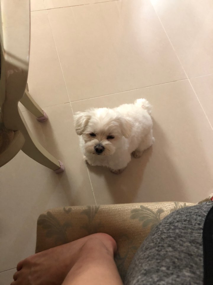 더쿠-후기방에-올라와-귀여움-받은-'식탐-많은-댕댕이'-글-31-이미지