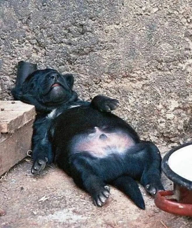 할머니집-강쥐-잘-있냐고-물어봤다가-받은-사진-0-이미지