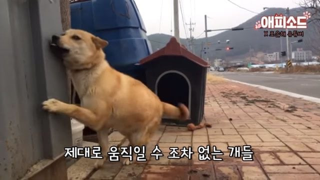 우리나라에서-진돗개가-사납다는-인식이-생기는-이유중-하나-2-이미지