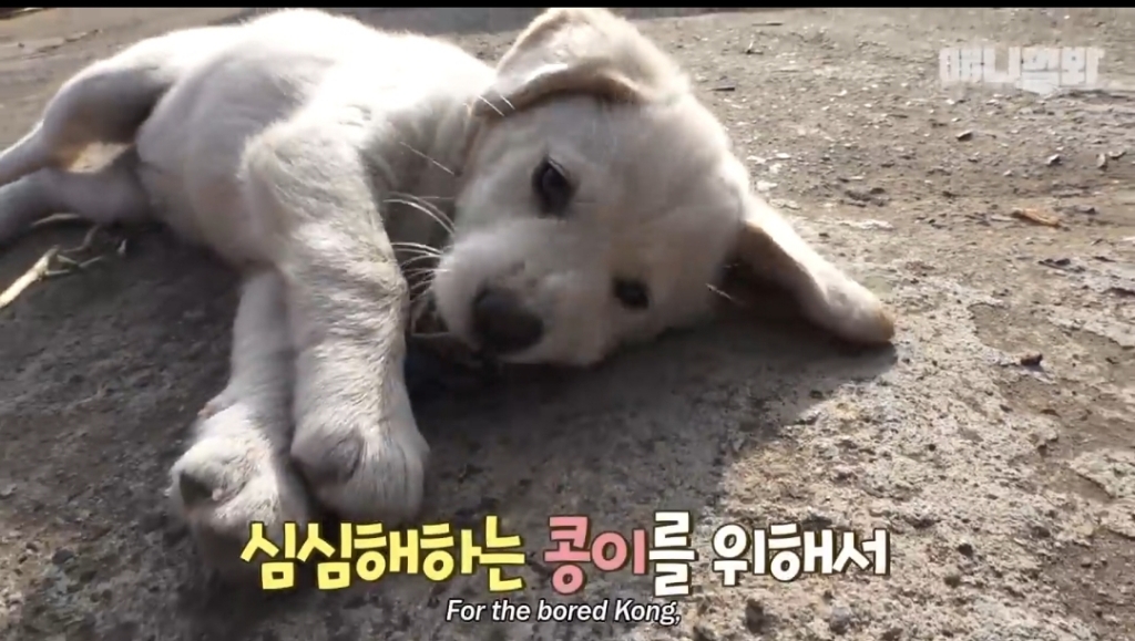 [동물농장]-심심한-댕댕이랑-놀아주는-동농-제작진ㅋㅋㅋ-28-이미지