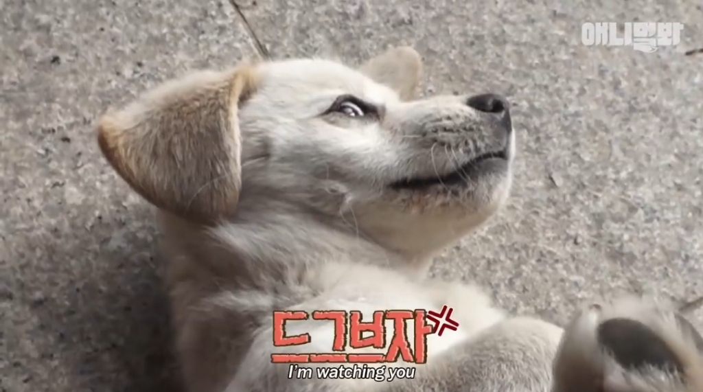 [동물농장]-심심한-댕댕이랑-놀아주는-동농-제작진ㅋㅋㅋ-20-이미지