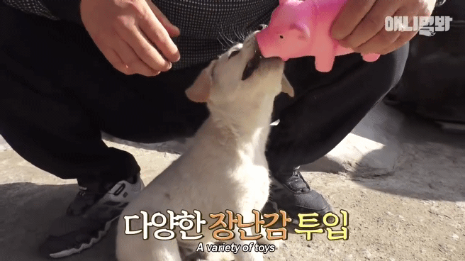 [동물농장]-심심한-댕댕이랑-놀아주는-동농-제작진ㅋㅋㅋ-41-이미지