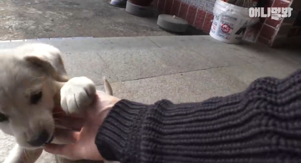 [동물농장]-심심한-댕댕이랑-놀아주는-동농-제작진ㅋㅋㅋ-16-이미지