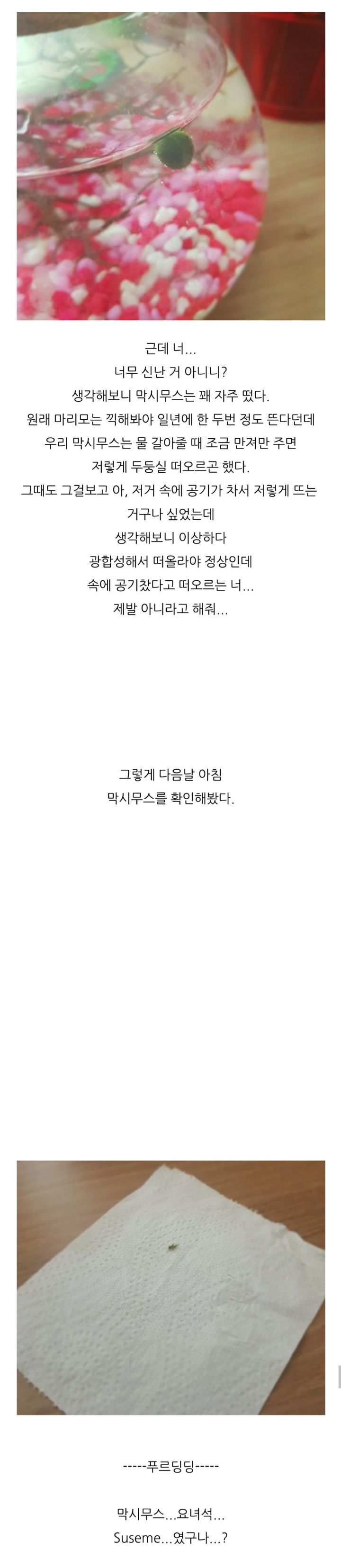 가짜-마리모🟢와-3년을-함께한-사람의-후기-(feat.왜그래-막시무스?)-6-이미지