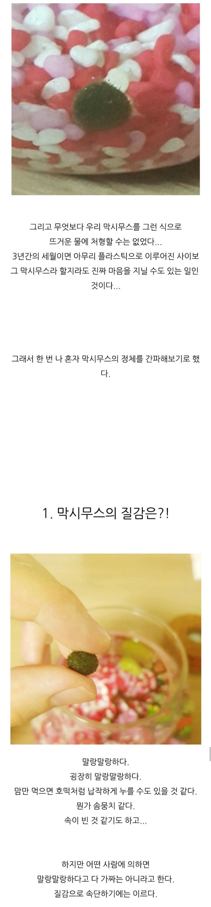 가짜-마리모🟢와-3년을-함께한-사람의-후기-(feat.왜그래-막시무스?)-4-이미지