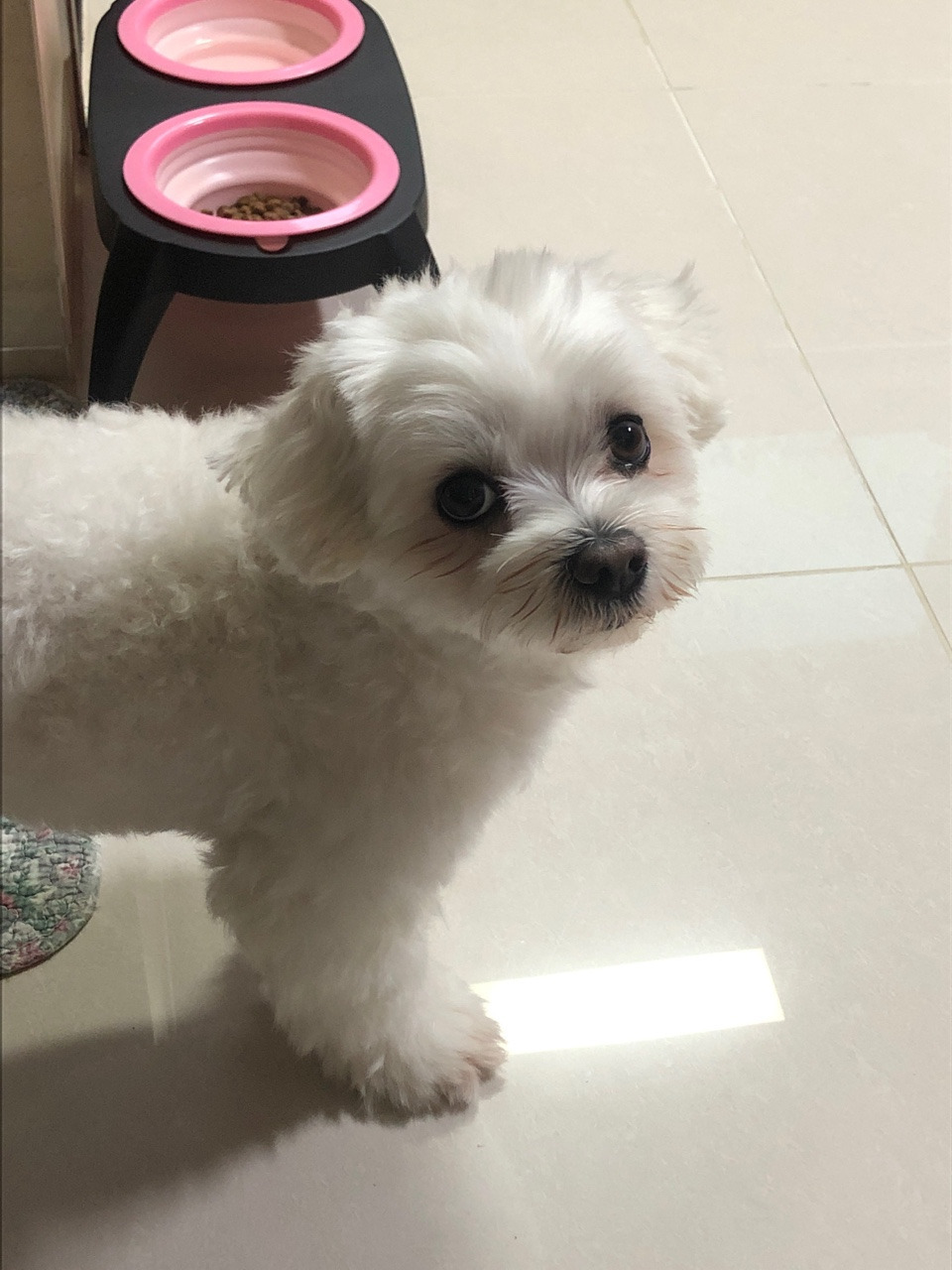 더쿠-후기방에-올라와-귀여움-받은-'식탐-많은-댕댕이'-글-46-이미지