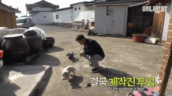 [동물농장]-심심한-댕댕이랑-놀아주는-동농-제작진ㅋㅋㅋ-39-이미지