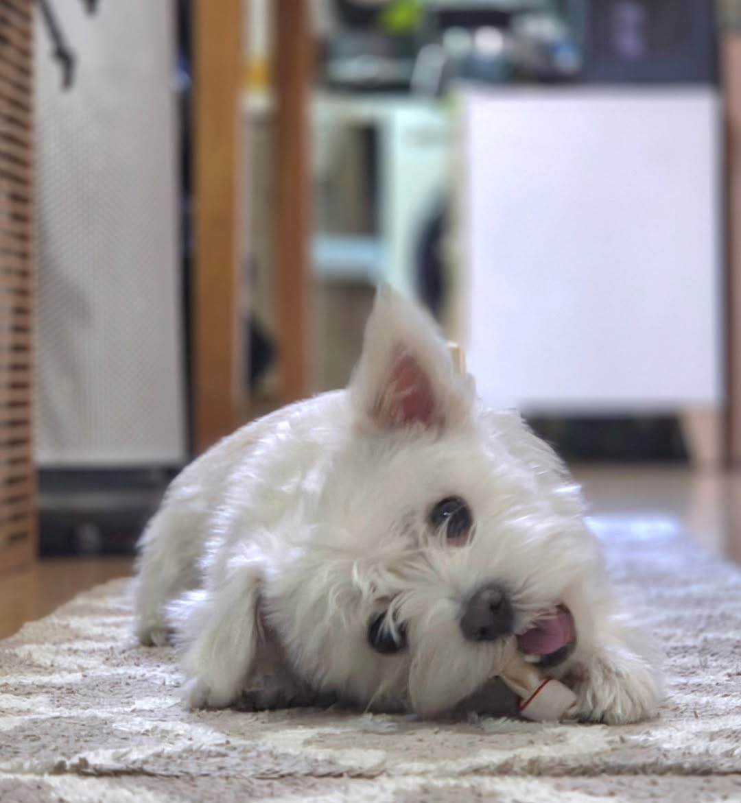 윤택이-자연인이다-찍다가-입양한-강아지-근황-4-이미지