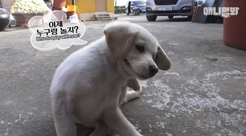 [동물농장]-심심한-댕댕이랑-놀아주는-동농-제작진ㅋㅋㅋ-14-이미지