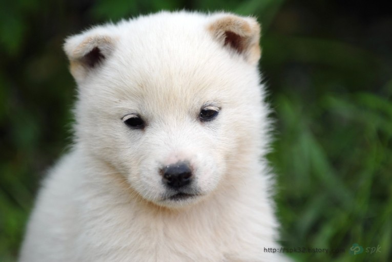 사람들이-잘못-알고-있는-진돗개의-쌍꺼풀-2-이미지