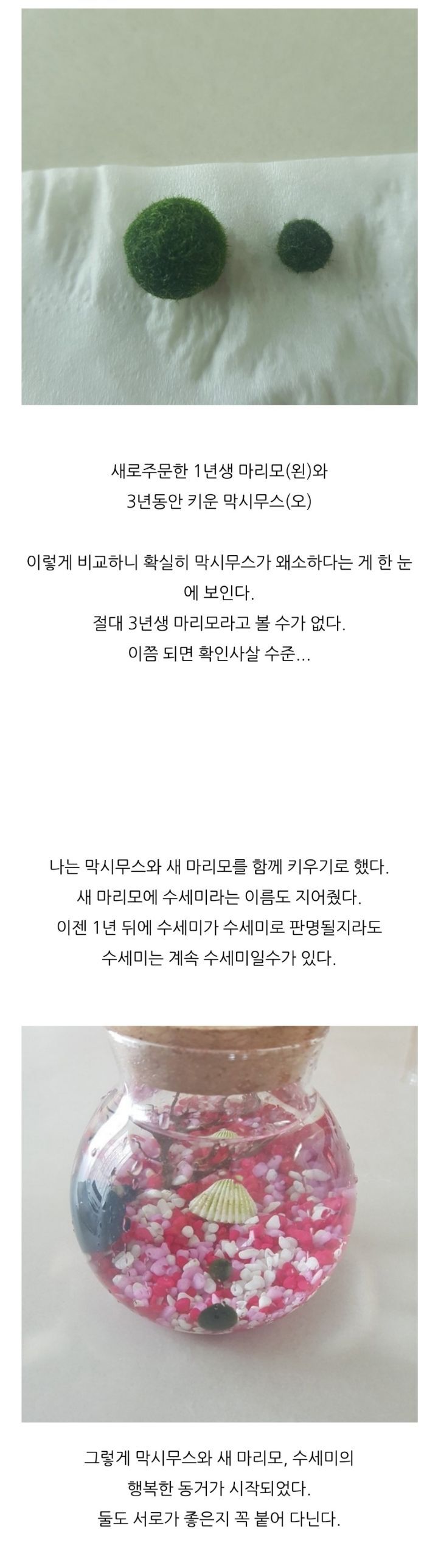 가짜-마리모🟢와-3년을-함께한-사람의-후기-(feat.왜그래-막시무스?)-8-이미지