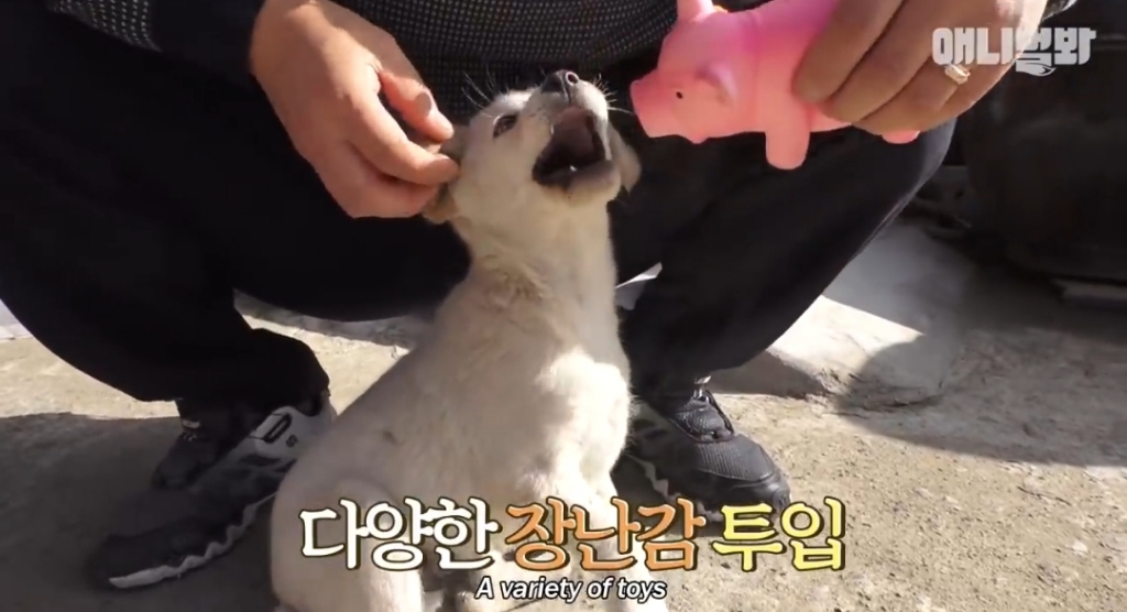 [동물농장]-심심한-댕댕이랑-놀아주는-동농-제작진ㅋㅋㅋ-40-이미지