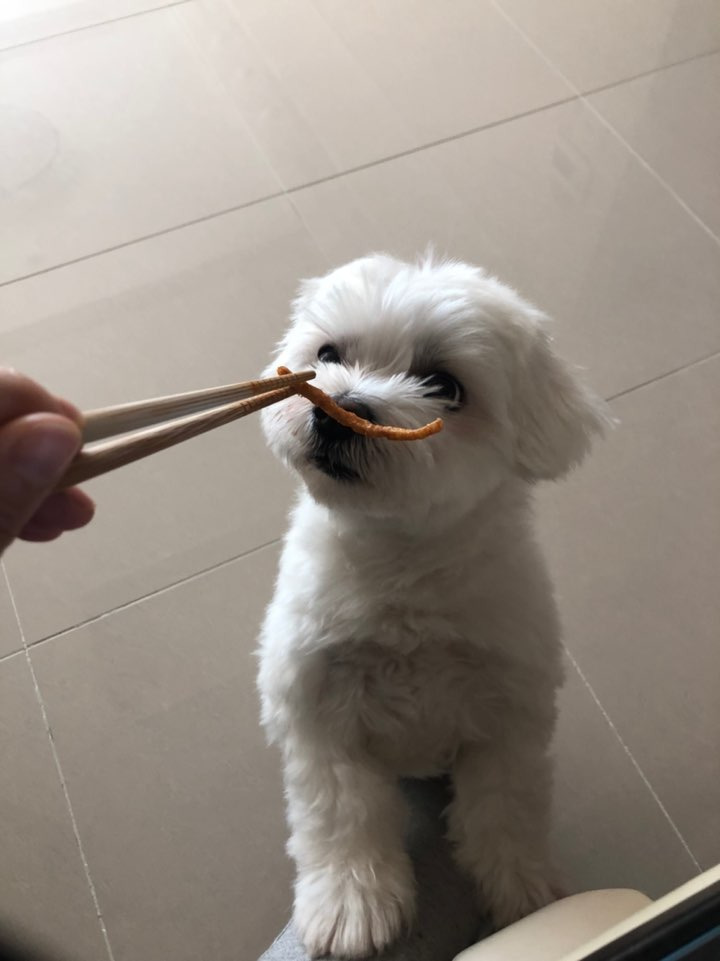 더쿠-후기방에-올라와-귀여움-받은-'식탐-많은-댕댕이'-글-28-이미지